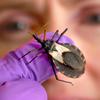 The “kissing bug”, so named because it bites the lips of sleeping humans, can transfer Chagas disease.
