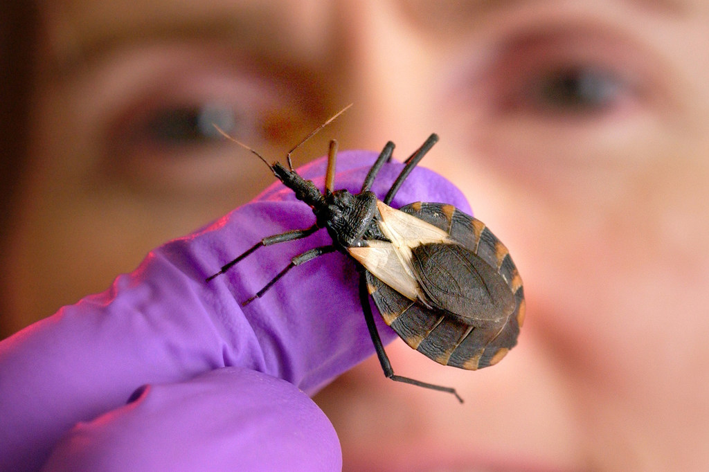 Mdudu aina ya Triatoma pallidipennis akimbusu mdudu ametua kwenye kidole chenye glavu kilichoshikiliwa na Dkt. Ellen Dotson wa CDC.