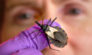 The “kissing bug”, so named because it bites the lips of sleeping humans, can transfer Chagas disease.