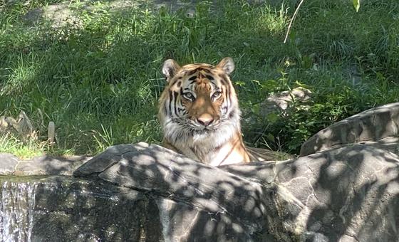 La pérdida de biodiversidad exige una acción global urgente, dice el jefe de la ONU