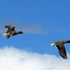 Pato crestón en la Reserva de Biosfera de Bicentenario–Ayacucho