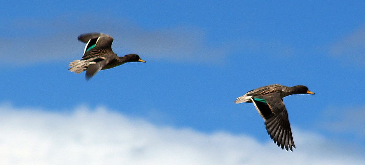 Pato crestón en la Reserva de Biosfera de Bicentenario–Ayacucho