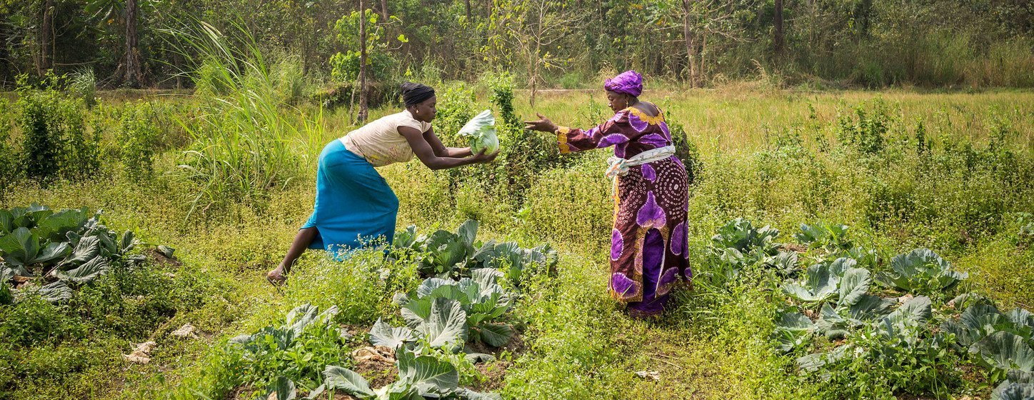 Des agricultrices de la Koinadugu Women's Vegetable Cooperative en Sierra Leone, récoltent les choux de leur potager communautaire.