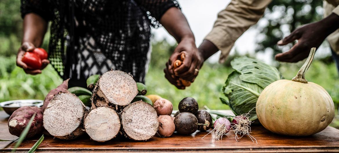 Le verdure vengono preparate per una sessione di formazione agricola per gli agricoltori a Taita, in Kenya.