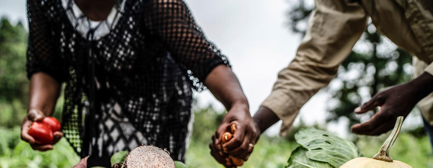يتم إعداد الخضار لدورة تدريبية زراعية للمزارعين في تايتا، كينيا.