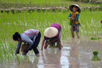 लाओ पीपल्स डेमोक्रेटिक रिपब्लिक के बेउंग कियात नोंग आर्द्रभूमि में ग्रामीण, वर्षा पर आधारित चावल उगाते हैं. (फ़ाइल)