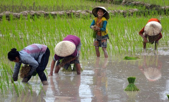 Aldeanos cultivando arroz de secano en los humedales de Beung Kiat Ngong, República Democrática Popular Lao. (Foto de archivo)