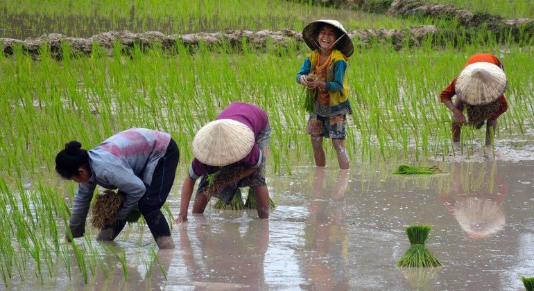 Aldeanos cultivando arroz de secano en los humedales de Beung Kiat Ngong, República Democrática Popular Lao. (Foto de archivo)