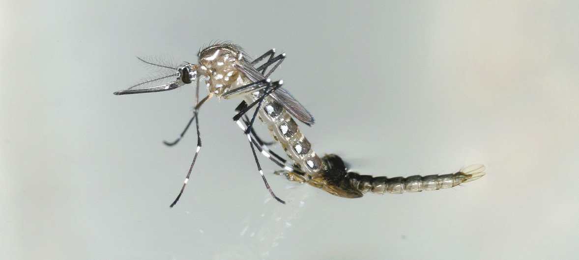 Aedes aegypti mosquitoes are one of primary vectors for dengue. (file)