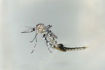 Aedes aegypti mosquitoes are one of primary vectors for dengue. (file)