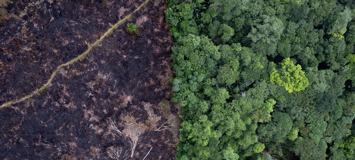 O desmatamento libera carbono na atmosfera, o que alimenta as mudanças climáticas e prejudica ainda mais as florestas