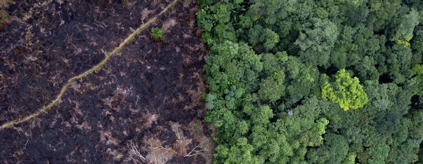Peritos defendem que o governo abordou efetivamente as principais preocupações levantadas pelos especialistas