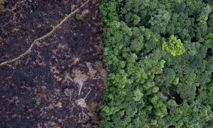Deforestation releases carbon into the atmosphere, which fuels climate change and further harms forests.