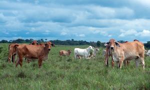 Área de pastoreo en Colombia.