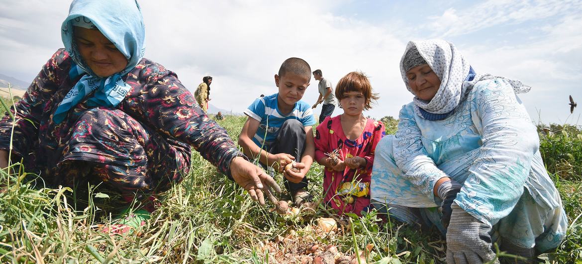 Сельские жители в Таджикистане выращивают лук.