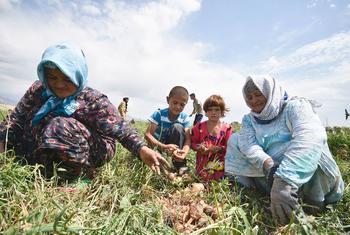 塔吉克斯坦的村民正在收割洋葱。