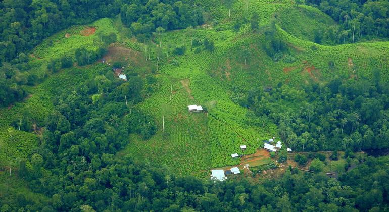 Cultivos de coca en Cauca, Colombia, imagen tomada desde un satélite.