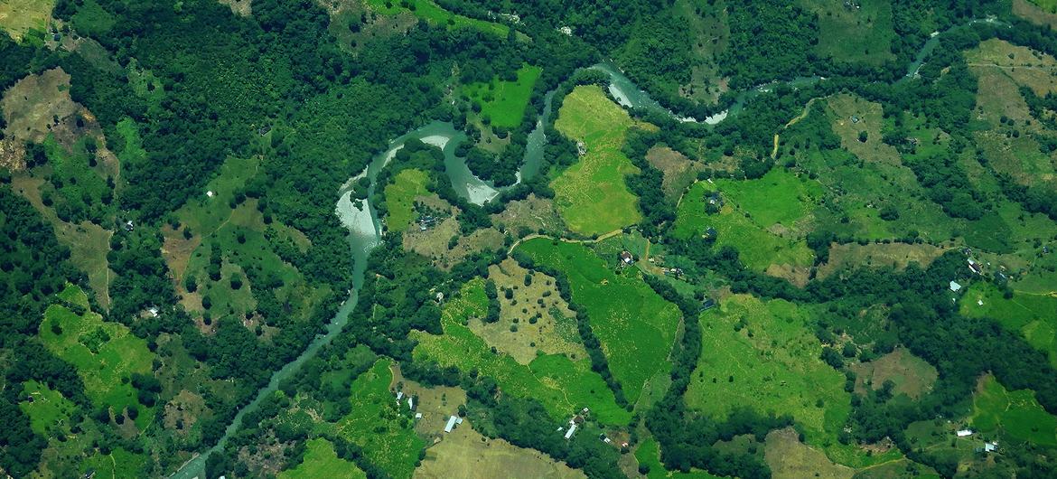 Una imagen satelital muestra cultivos de coca en Cauca, Colombia.