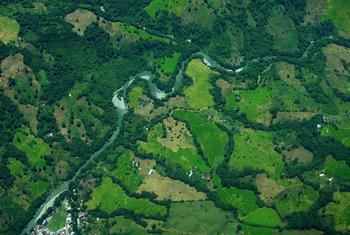 Una imagen satelital muestra cultivos de coca en Cauca, Colombia. Una imagen satelital muestra cultivos de coca en Cauca, Colombia.