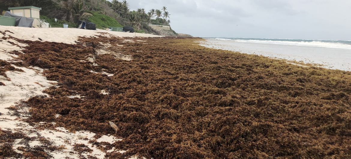 Algas sargazo cubren una playa de la costa oriental de Barbados (foto de archivo).