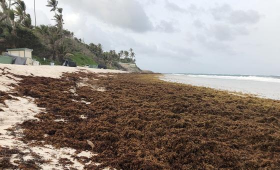 Algas sargazo cubren una playa de la costa oriental de Barbados (foto de archivo).