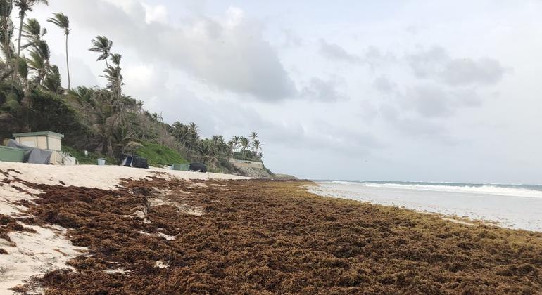 First Person: The Barbadian entrepreneur turning sargassum into money