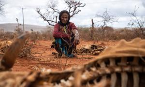 Drought has ravaged land in southern Ethiopia and is the main cause of livestock deaths.