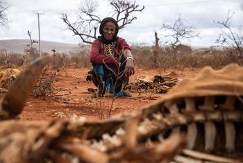 埃塞俄比亚南部严重的干旱使土地干涸，并导致牲畜死亡。