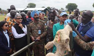 To help reduce tensions and improve livelihoods, UNMISS Indian peacekeepers conducted veterinary camps in Jonglei State to treat diseases, provided preventive care and free medicines.