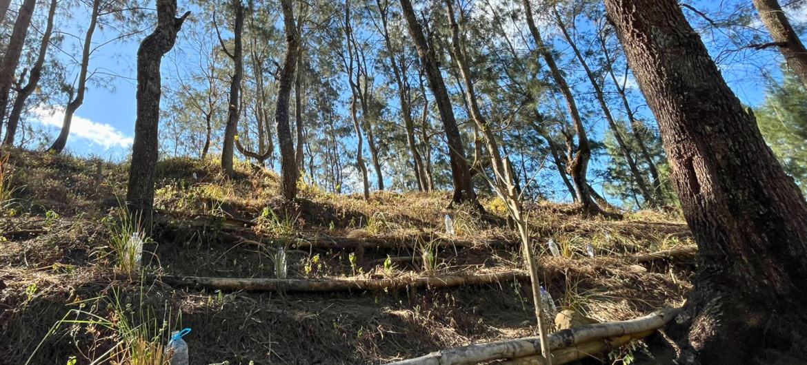 Agrofloresta plantada pela comunidade local em linhas que contornam a costa para evitar deslizamentos de terra