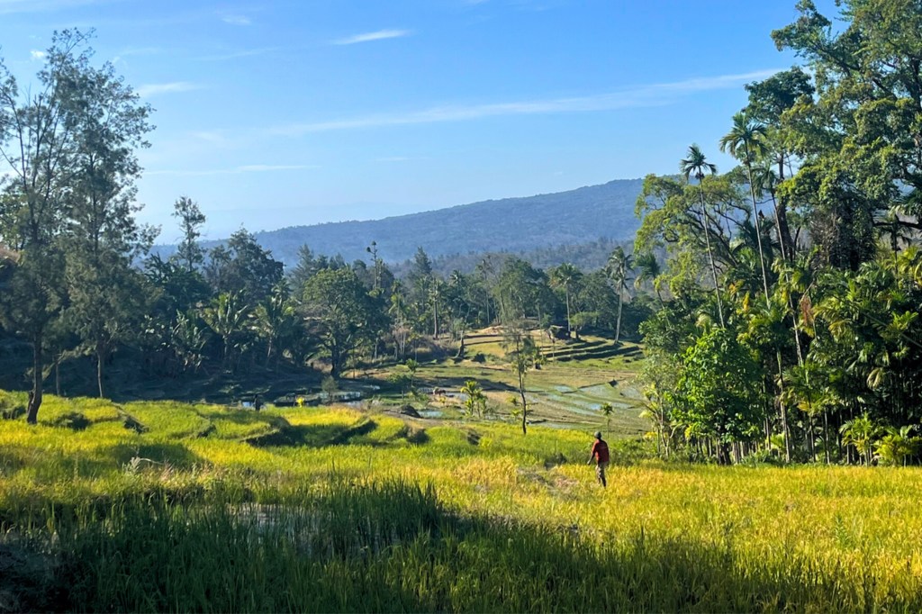 Campos de cultivo de arroz da aldeia Bahadatu aumentaram a produtividade após intervenção do Pnud