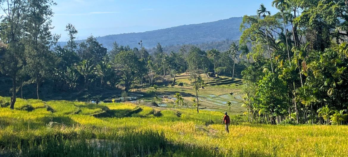 Os campos de arroz na aldeia de Bahadatu aumentaram a produtividade após a intervenção do PNUD