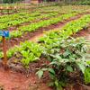 Safu za lettuce na mboga zingine hukua katika bustani ya shule huko Kigoma, Tanzania. Bango la bluu linasomeka 'Bustani ya Chainizi'.