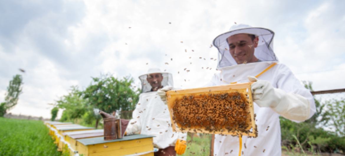 Искендер разработал так называемые «Умные пчелиные домики», которыми можно управлять с помощью мобильного приложения.