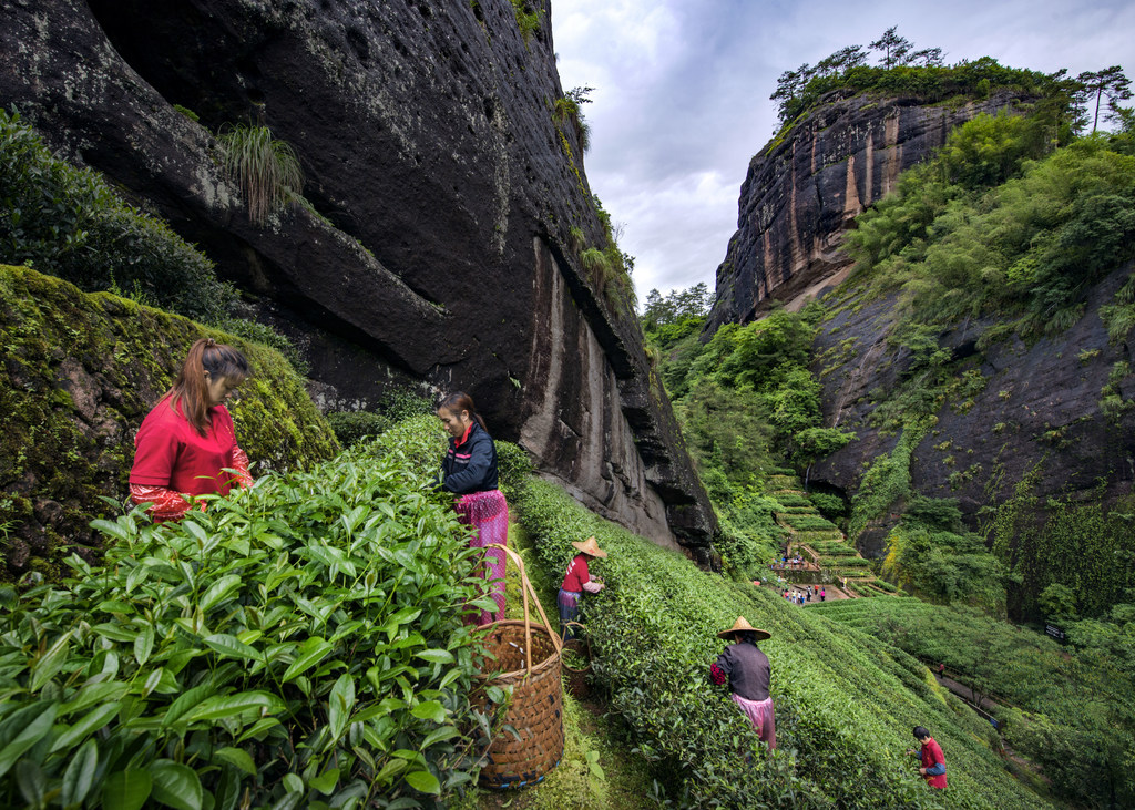 Des cueilleurs de thé récoltent des feuilles de thé dans une plantation du mont Wuyi, dans la province du Fujian, en Chine.