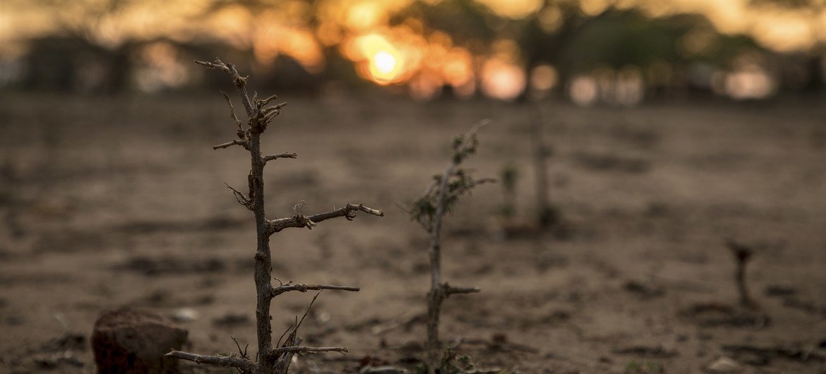 No Zimbábue, a seca contribuiu para a pior crise de fome em mais de uma década.