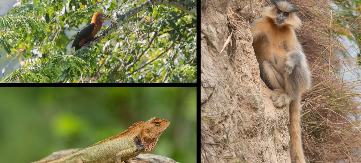Uma colagem de três fotos da vida selvagem do Butão, apresentando um pássaro, um macaco langur e um lagarto.