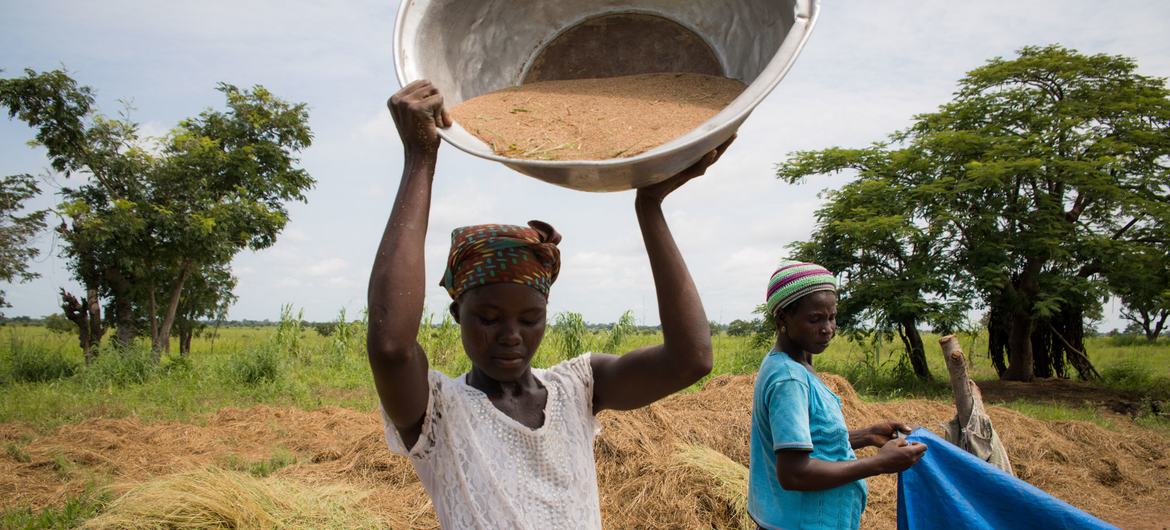 Au Ghana, la start-up Amaati Group aide les femmes à cultiver et commercialiser  le fonio indigène.