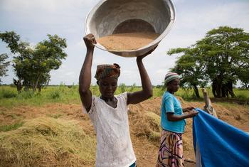Au Ghana, des femmes agricultrices travaillent dans leur champ.