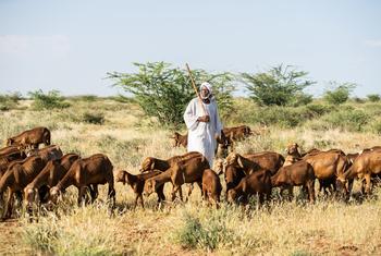 El pastor Hassan Muhamed Musa Mualla lleva el ganado a las afueras del nuevo recinto de pastos de la aldea de Um Zureiba, en el estado sudanés del Nilo Blanco.