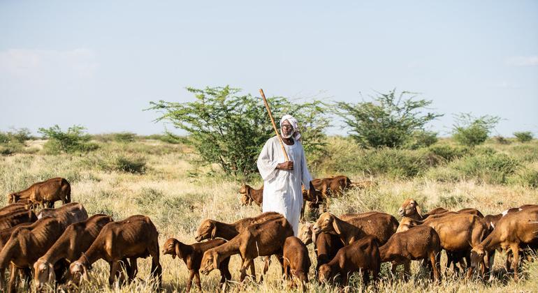 चरवाहे हसन मुहम्मद मूसा मुअल्ला, सूडान के उम ज़ुरिबा गाँव में पुनर्वासित चरागाह पर पशुओं को चरा रहे हैं.