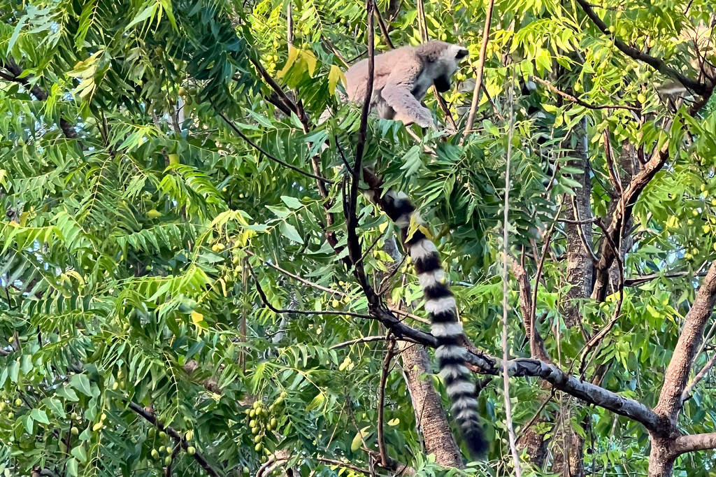Lemurs ni kivutio kikuu cha utalii nchini Madagaska.