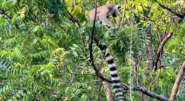 Lemurs ni kivutio kikuu cha utalii nchini Madagaska.