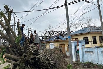أولاد يقفون على شجرة اقتلعت من جذورها بعد إعصار موكا. سيتوي ، راخين.