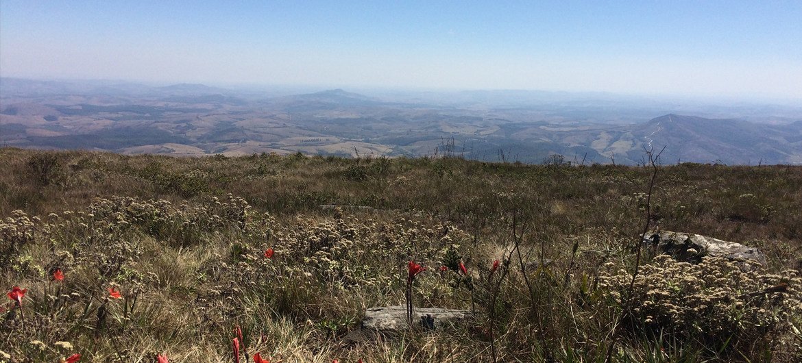 Vista panorâmica das planícies gramadas e das colinas do Parque Estadual de Ibitipoca, em Minas Gerais, Brasil, com flores vermelhas nativas em primeiro plano e uma grande rocha.