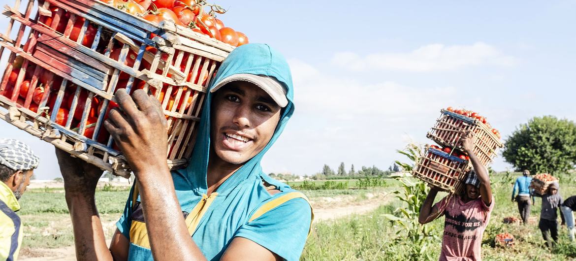 Young farmers load tomatoes onto trucks in Nubaria, Egypt. Young farmers load tomatoes onto trucks in Nubaria, Egypt.