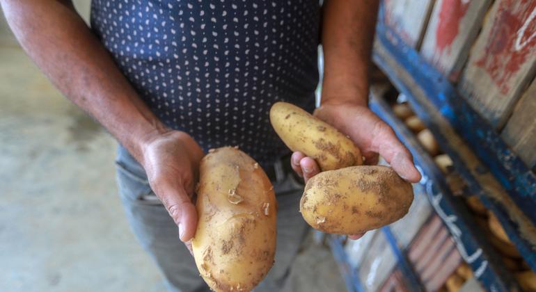 Картофель – гораздо больше, чем просто продукт питания. 