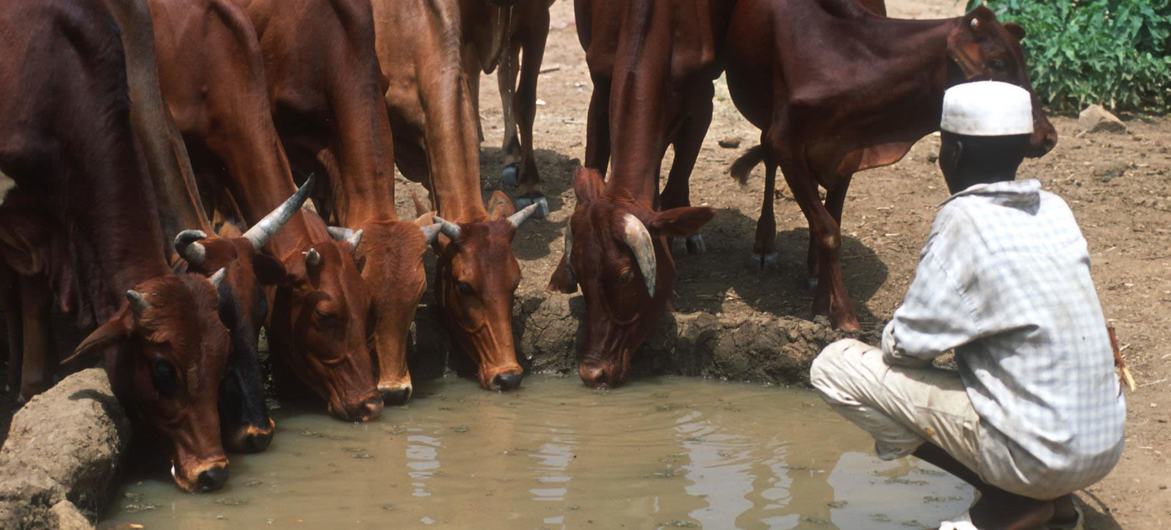 A pecuária é a espinha dorsal da economia rural do Sudão, fornecendo a milhões de pessoas segurança alimentar e nutricional, renda e meios de subsistência A pecuária é a espinha dorsal da economia rural do Sudão, fornecendo a milhões de pessoas segurança alimentar e nutricional, renda e meios de subsistência