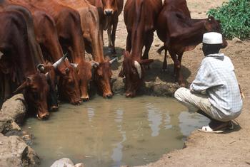 Mifugo ni uti wa mgongo wa uchumi vijijini wa Sudan, unaowapa mamilioni ya watu usalama wa chakula na lishe, kipato, na maisha bora.