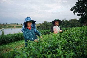 عاملات مهاجرات في مجال الزراعة في تايلاند.